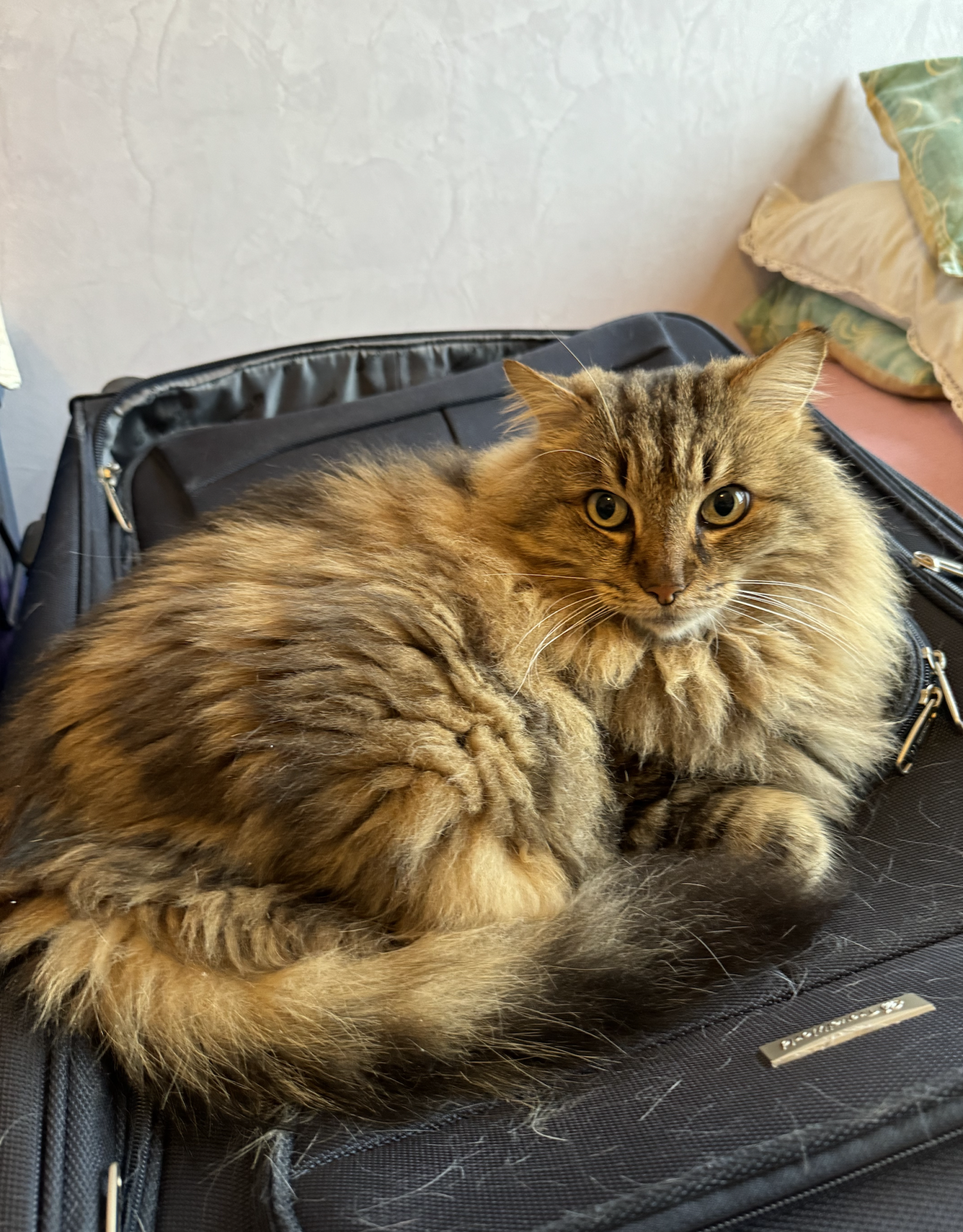 Capture d e cran 2025 01 03 a 17 00 52